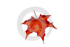 Red autumn leaf of a maple on a white background close-up