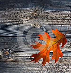 Red autumn leaf on old wood background