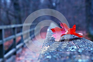 Red autumn leaf on old wooden bridge