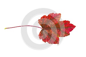 Red autumn leaf from park outdoor isolated on white background