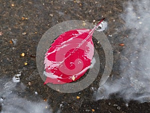 Red autumn leaf in a puddle