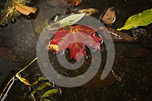 Red autumn leaf in a puddle close up