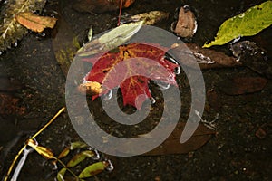 Red autumn leaf in a puddle close up