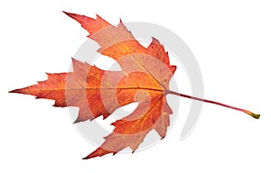 Red autumn leaf of silver maple or Acer saccharinum isolated on white