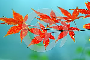 Red autumn leaves