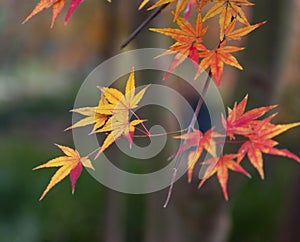 Red autumn leaves