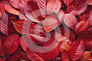 Red Autumn Leaves Background