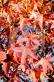 Red autumn leaves with blue sky background