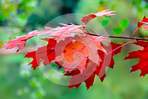 Red autumn leaves close-up, green blurry background