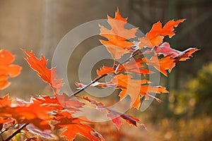 Red autumn leaves closeup