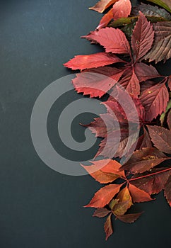 red autumn leaves on a dark background. Autumn background.