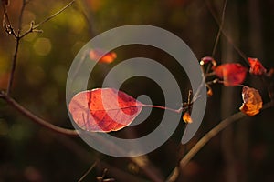 Red autumn leaves in dark background with sun light