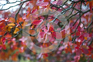 Red autumn leaves of garden tree. Close up