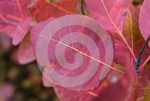 Red autumn leaves. Golden autumn.