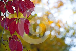 Red autumn leaves in october