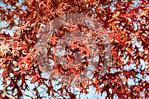 Red Autumn leaves of Pin Oak, known as swamp Spanish oak, in Sou