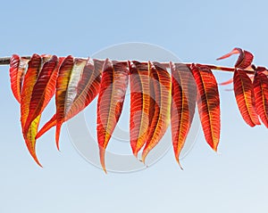 Red autumn leaves in row