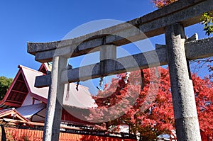 Red autumn leaves and shrine's Torii gate, Kyoto Japan.
