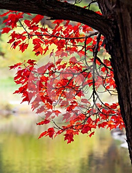 Red autumn leaves on tree