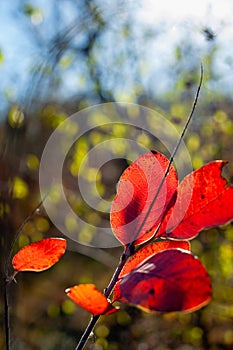 Red autumn leaves on tree and blue sky background