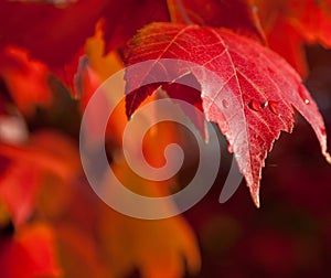 Red Autumn leaves with water