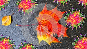 Red autumn leaves on wet asphalt road with corona virus balls