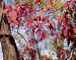 Red Autumn Liane leaves photo
