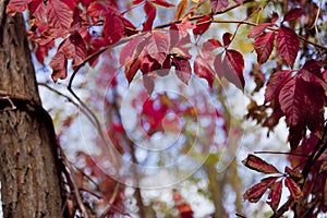 Red Autumn Liane leaves photo