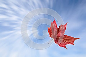 Red autumn maple leaf falling against the swirling sky