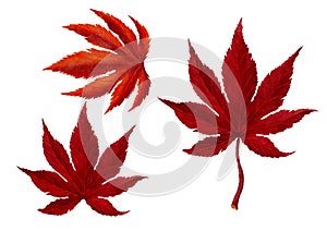 Red autumn Maple Leave Watercolor