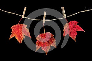 Red autumn maple leaves with clothespins