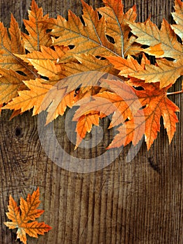 Red autumn maple leaves on an old wooden board background