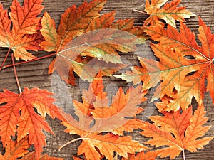 Red autumn maple leaves on an old wooden board background