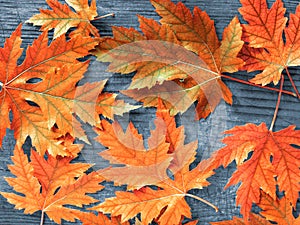 Red autumn maple leaves on an old wooden board background