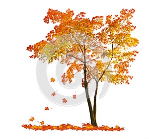 Red autumn maple tree with falling leaves