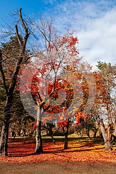 Red autumn maple tree garden at Aizu Wakamatsu Tsuruga Jo Castle