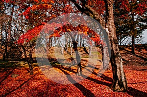 Red autumn maple tree garden at Aizu Wakamatsu Tsuruga Jo Castle