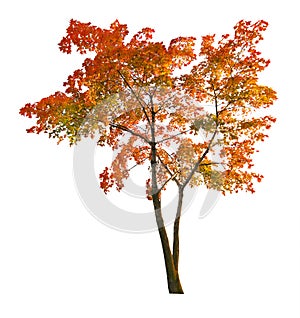 Red autumn maple tree isoalted on white