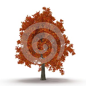 Red autumn maple tree isolated on white. 3D illustration