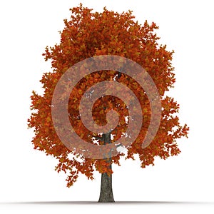 Red autumn maple tree isolated on white. 3D illustration