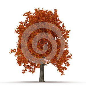 Red autumn maple tree isolated on white. 3D illustration