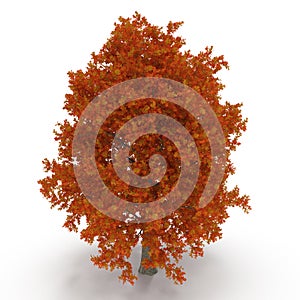 Red autumn maple tree isolated on white. 3D illustration