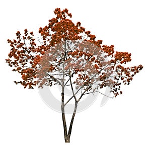 Red autumn maple tree isolated on white background