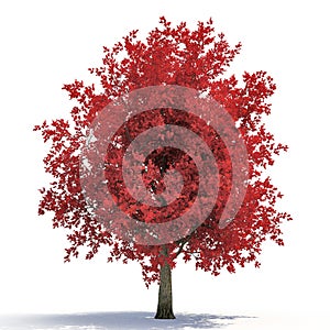 Red autumn maple tree isolated on white. 3D illustration