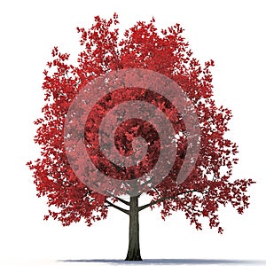 Red autumn maple tree isolated on white. 3D illustration