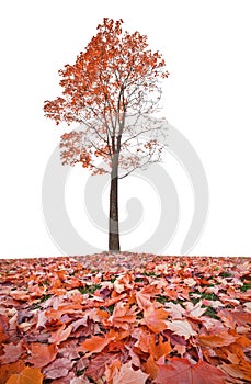 Red autumn maple tree and leaves on grass