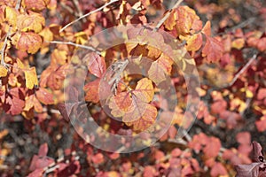 Red autumn oakbrush background texture