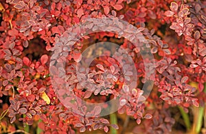 red autumn october leaves nature background of barberry