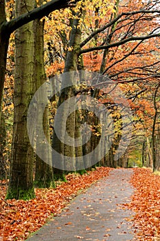 Red autumn road