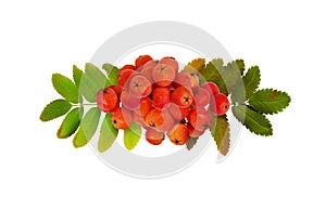 Red autumn rowanberries and leaves in a line arrangement